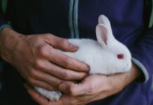 tips to pet a rabbit