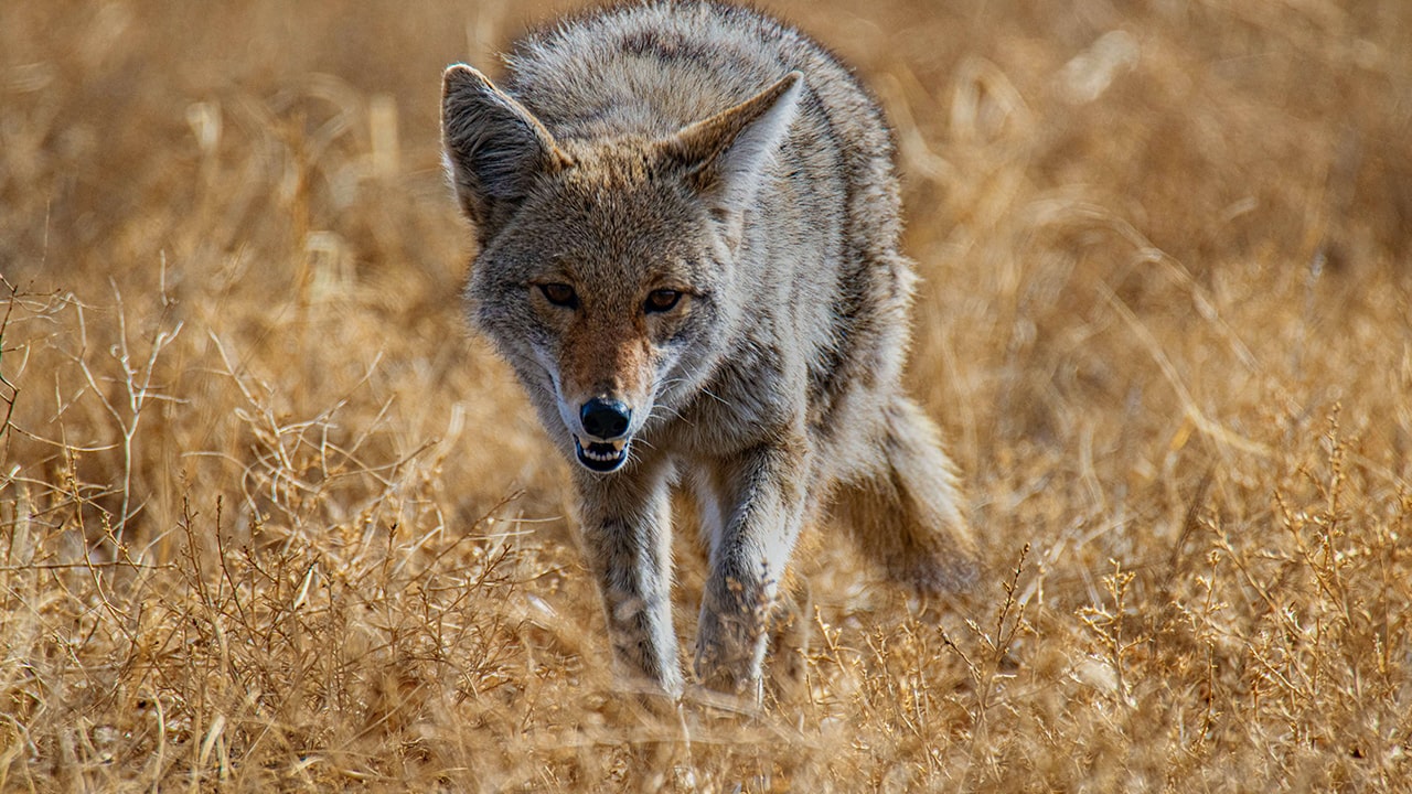 how to protect your pets from coyotes