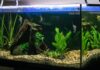 how to set up a fish tank for beginners