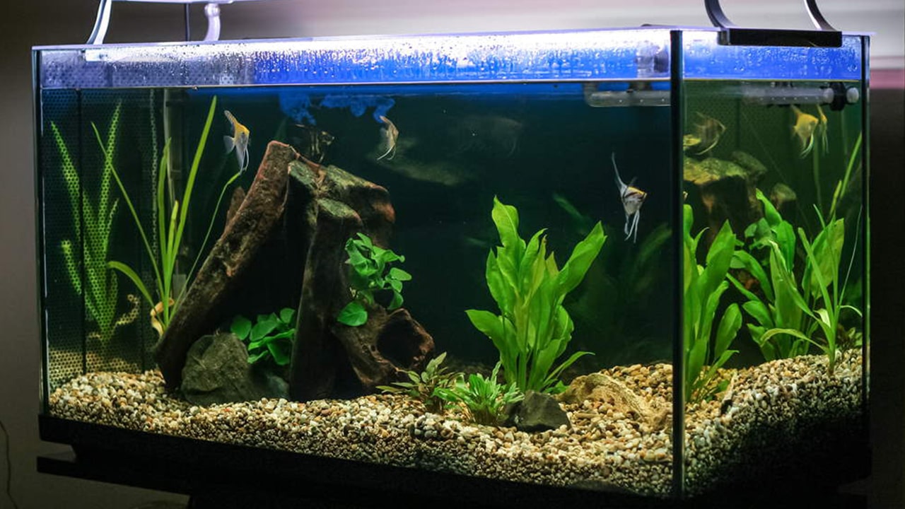 how to set up a fish tank for beginners