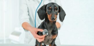 heartworm disease in pets