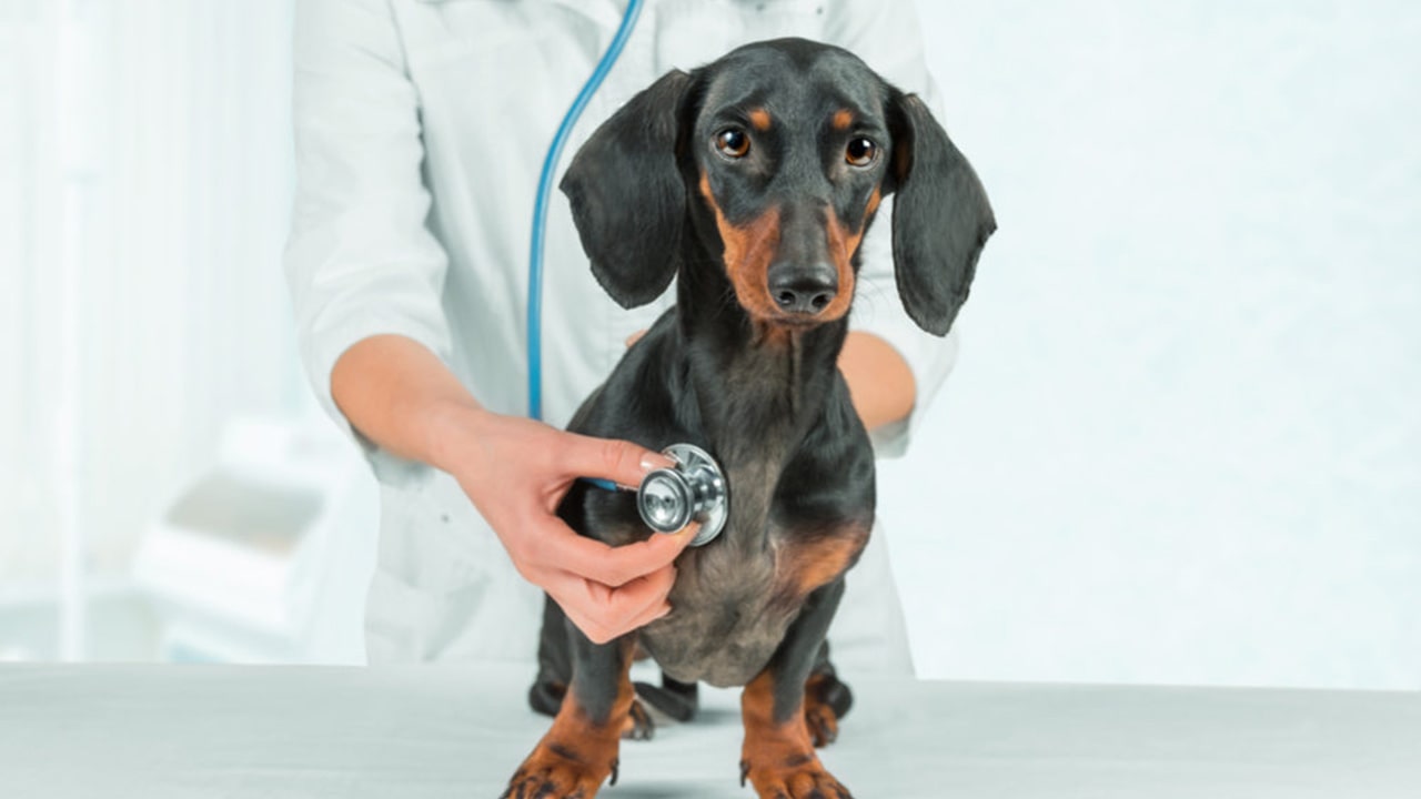 heartworm disease in pets