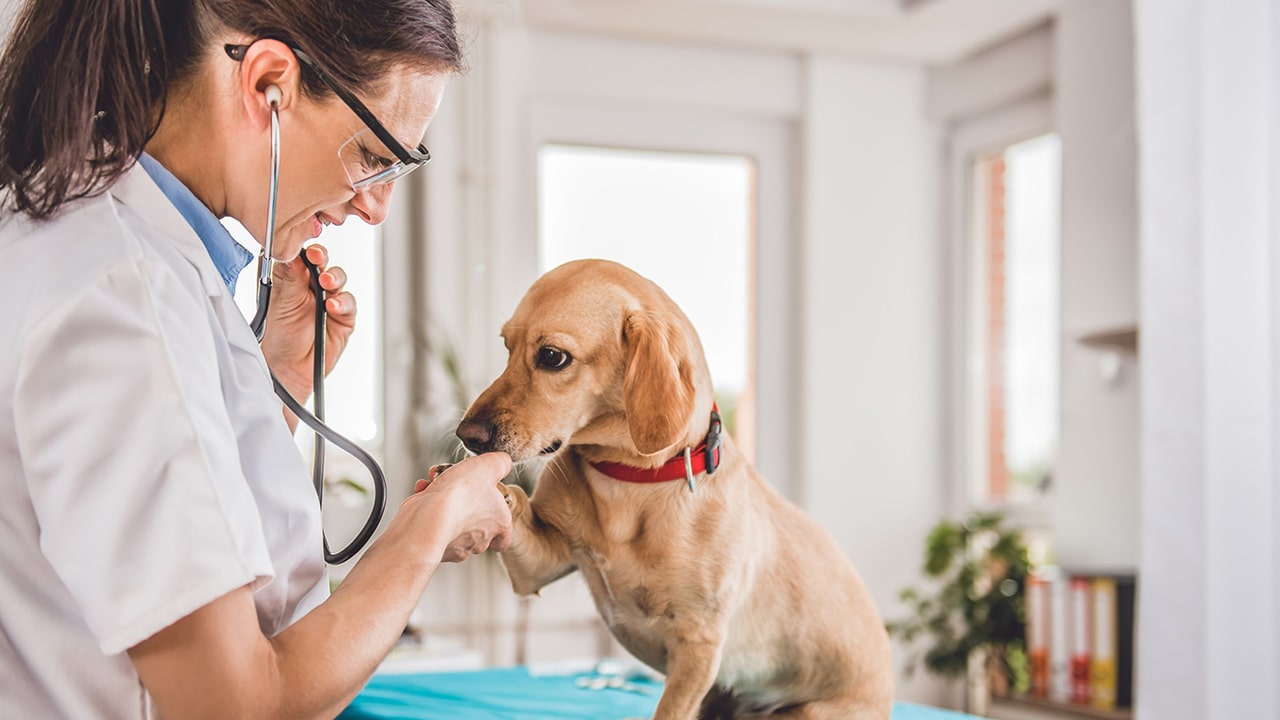 how to find the right vet near you