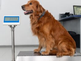 how to manage pets weight